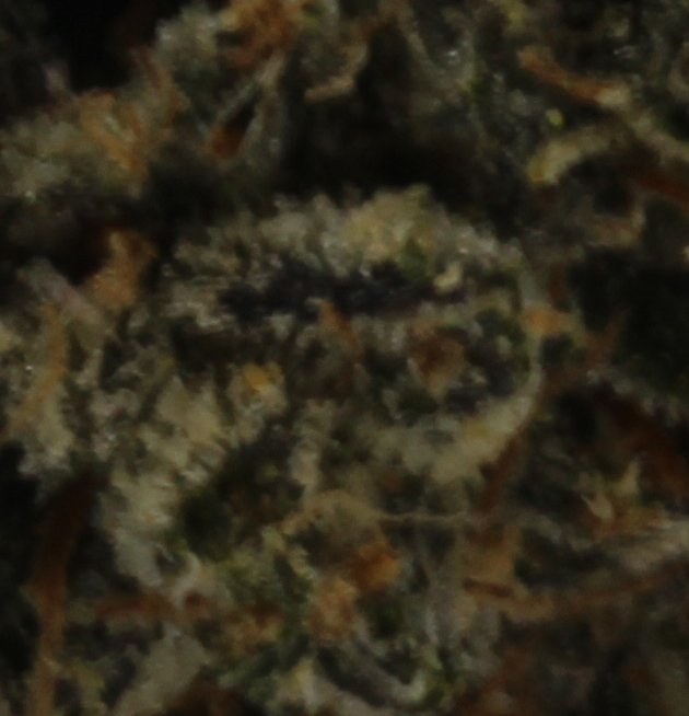 Phoenix OG (AAA) $4.46/gram - Image 2