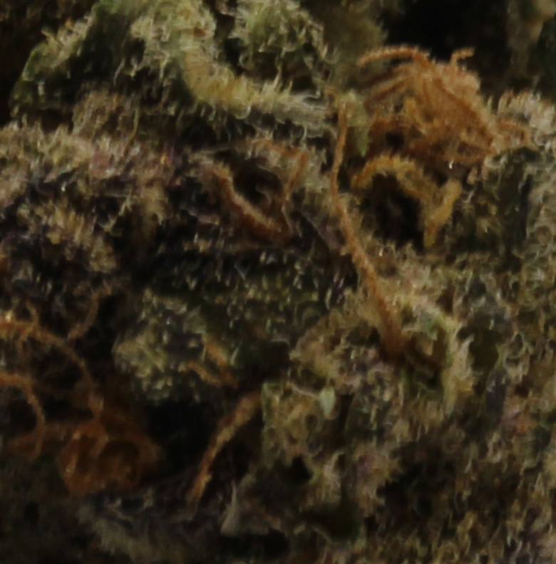 Platinum Gorilla (AA) $2.07/Gram - Image 2