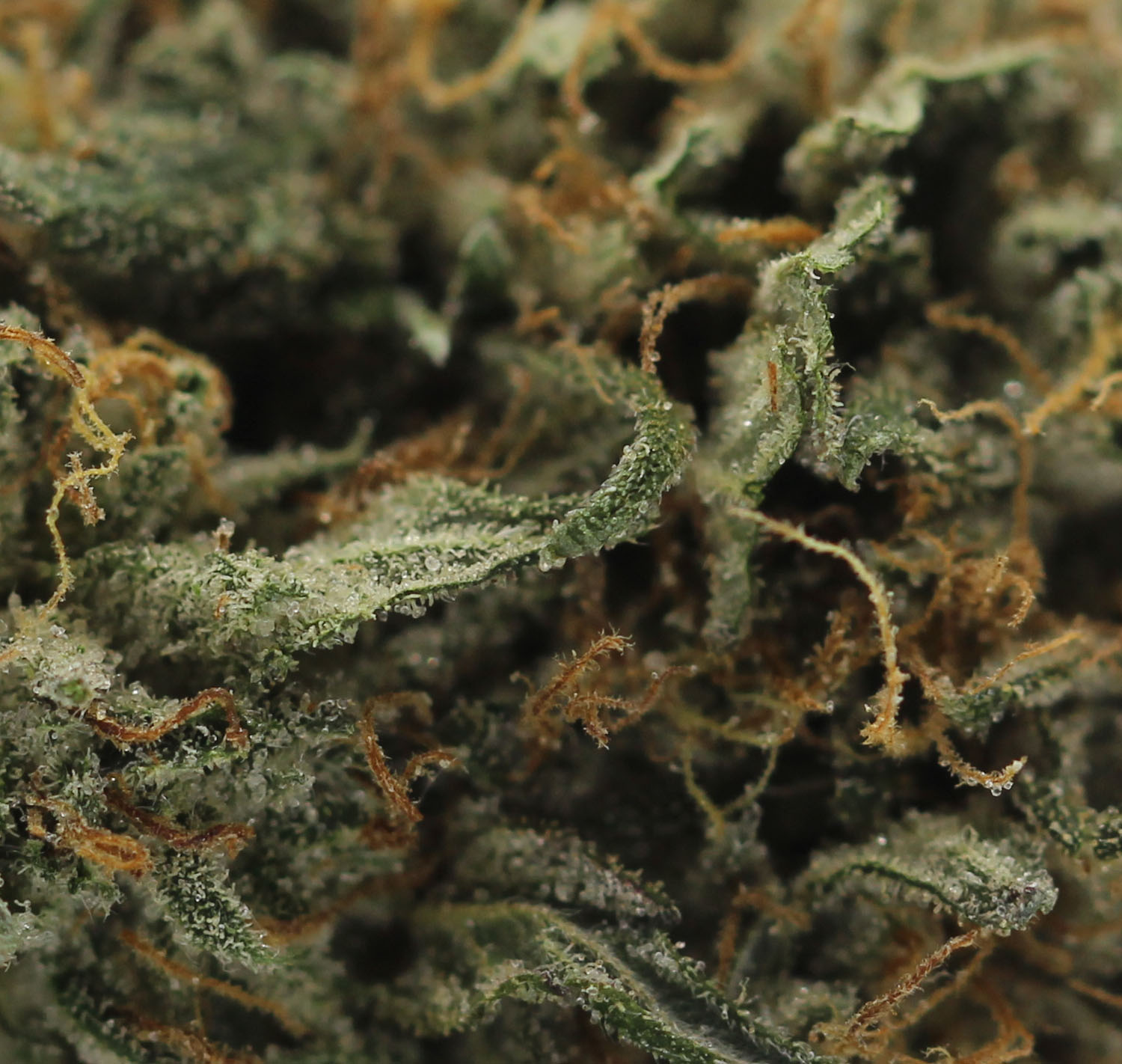 Grandpa’s Breath - $3.03/gram (AA+) - Image 2