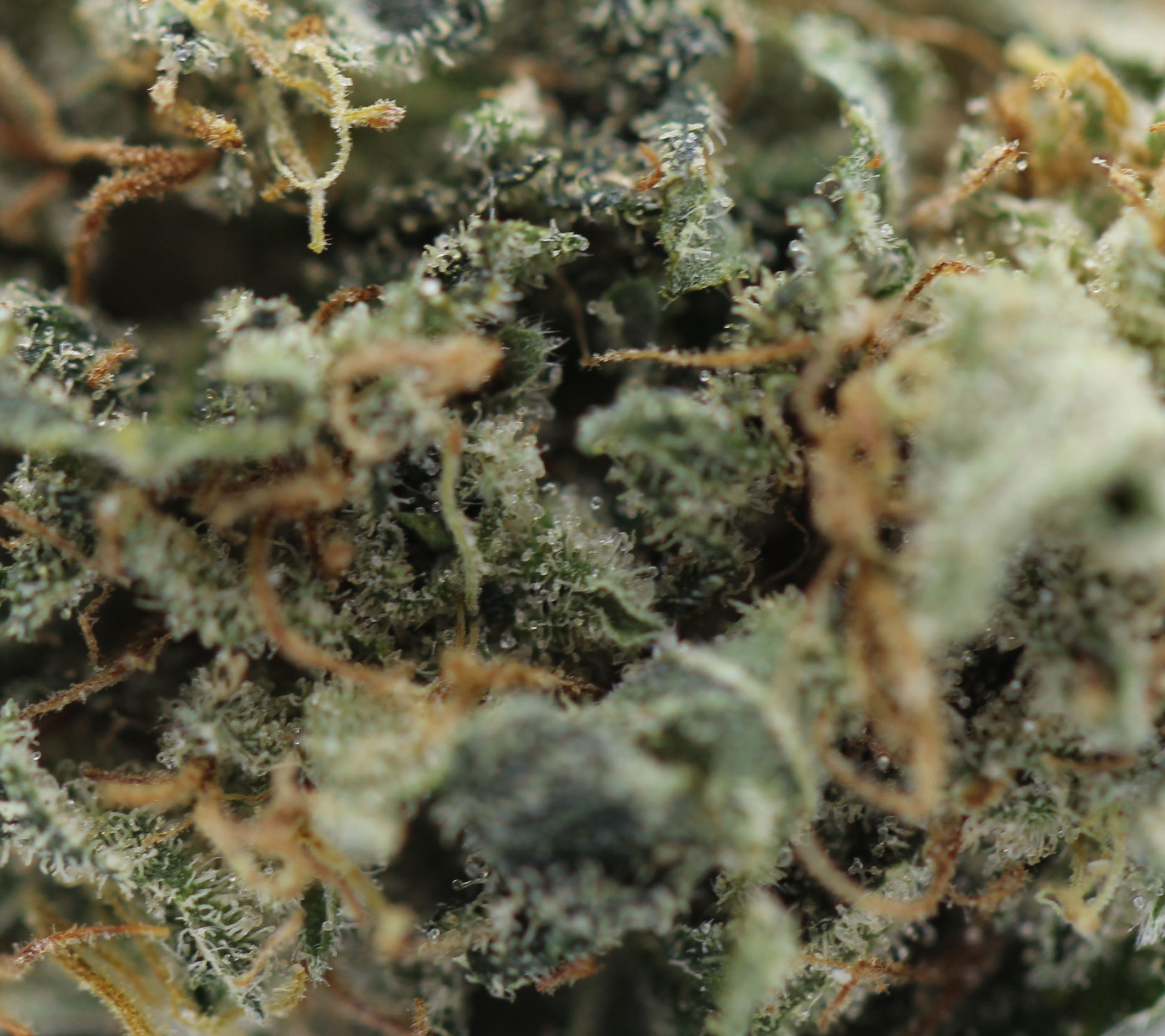 White Rhino (AA) $2.25/Gram - Image 2