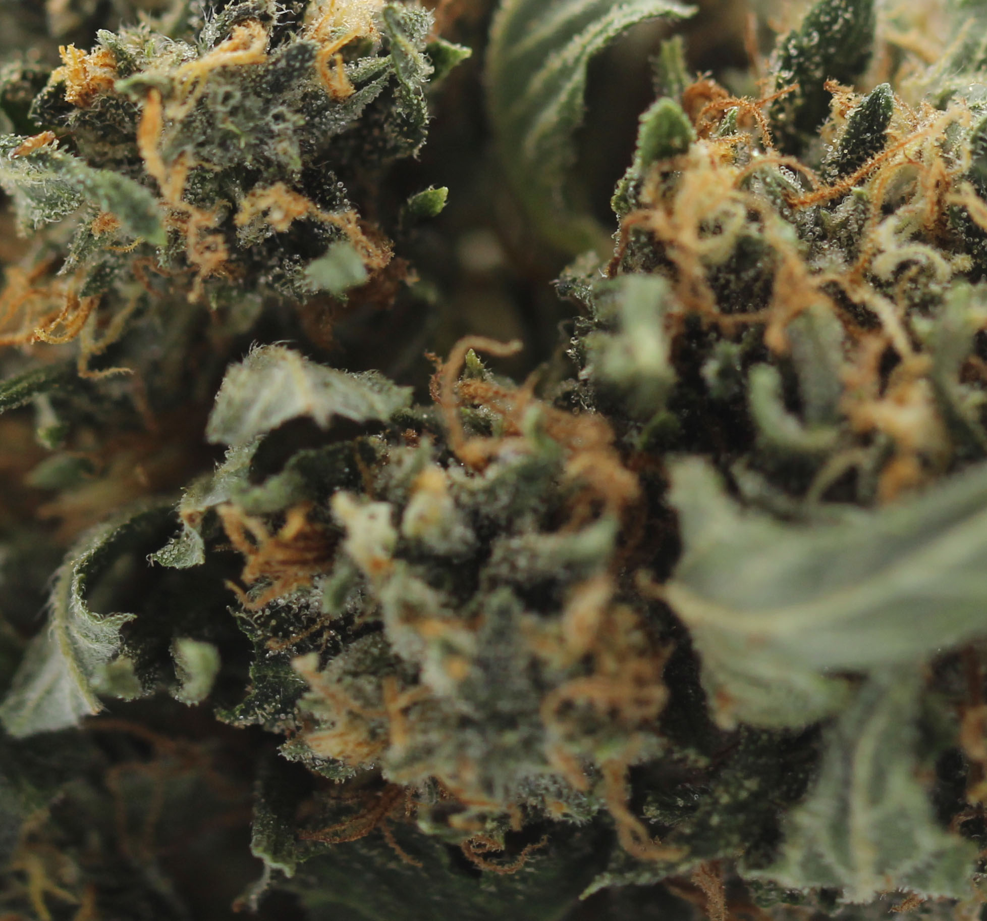 Sage and Sour (AA) $2.25/Gram - Image 2