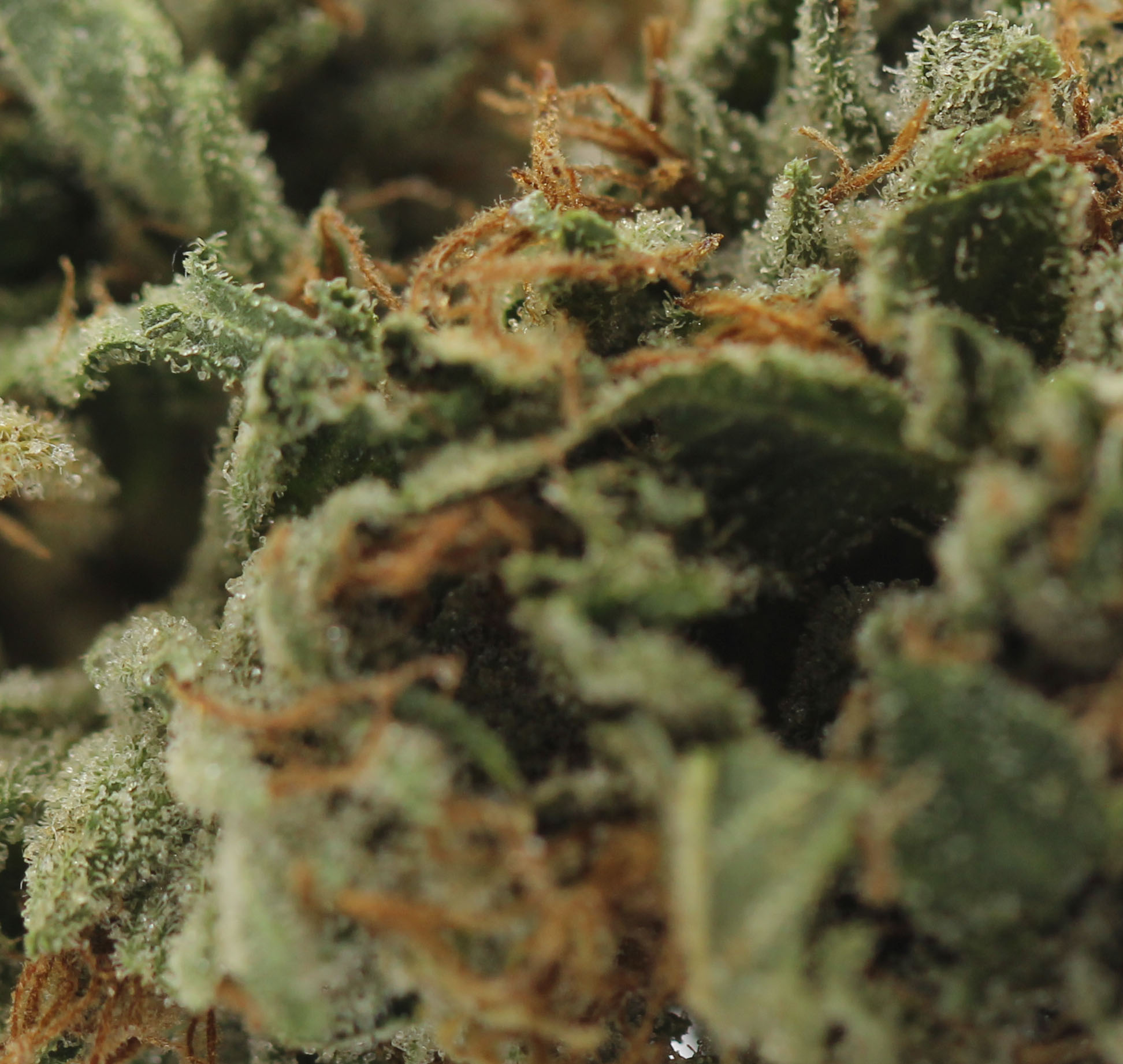 Super Silver Haze (AA) $2.46/gram - Image 2