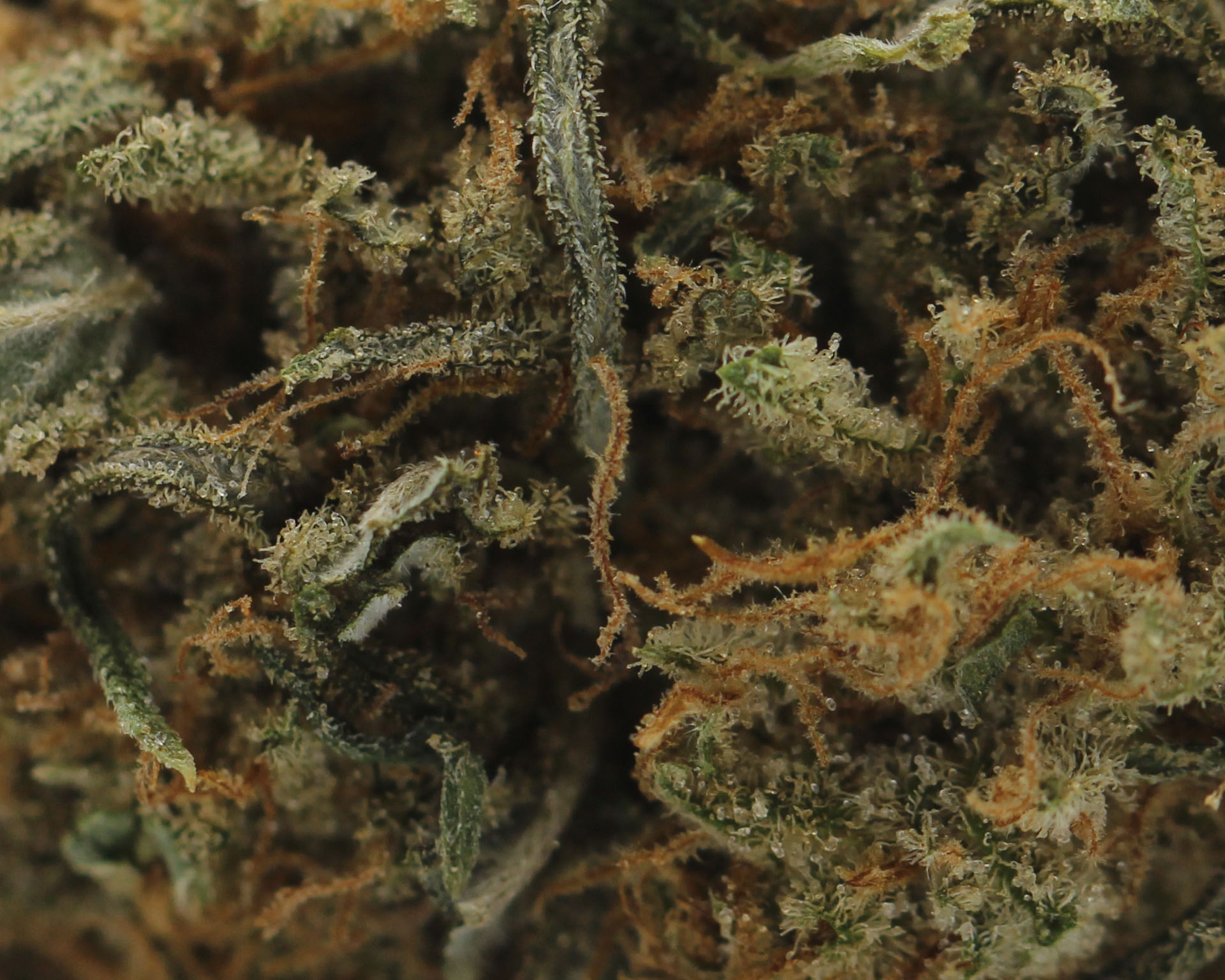 Haze (AA) $2.46/gram - Image 2