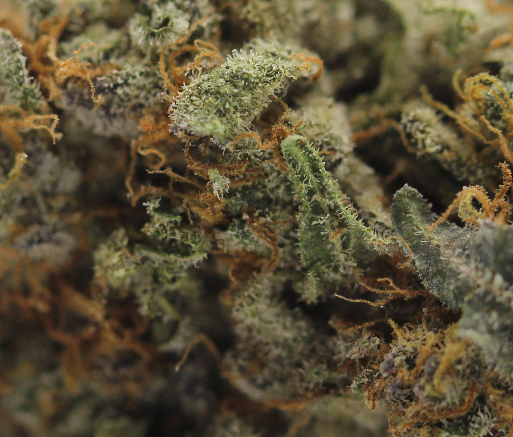 Animal Cookies (AAAA+ Craft) - $7.50/gram - Image 2
