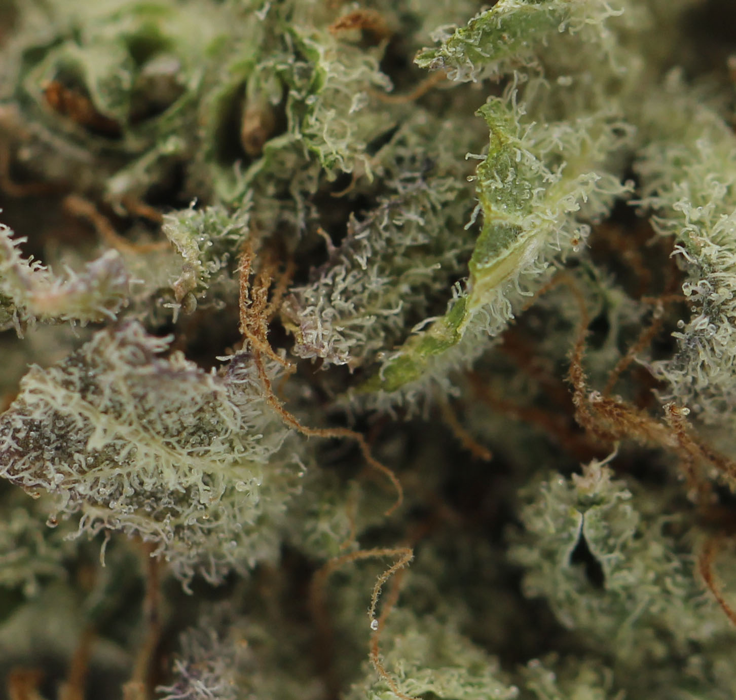 Black Diamond (AA) $2.25/Gram - Image 2
