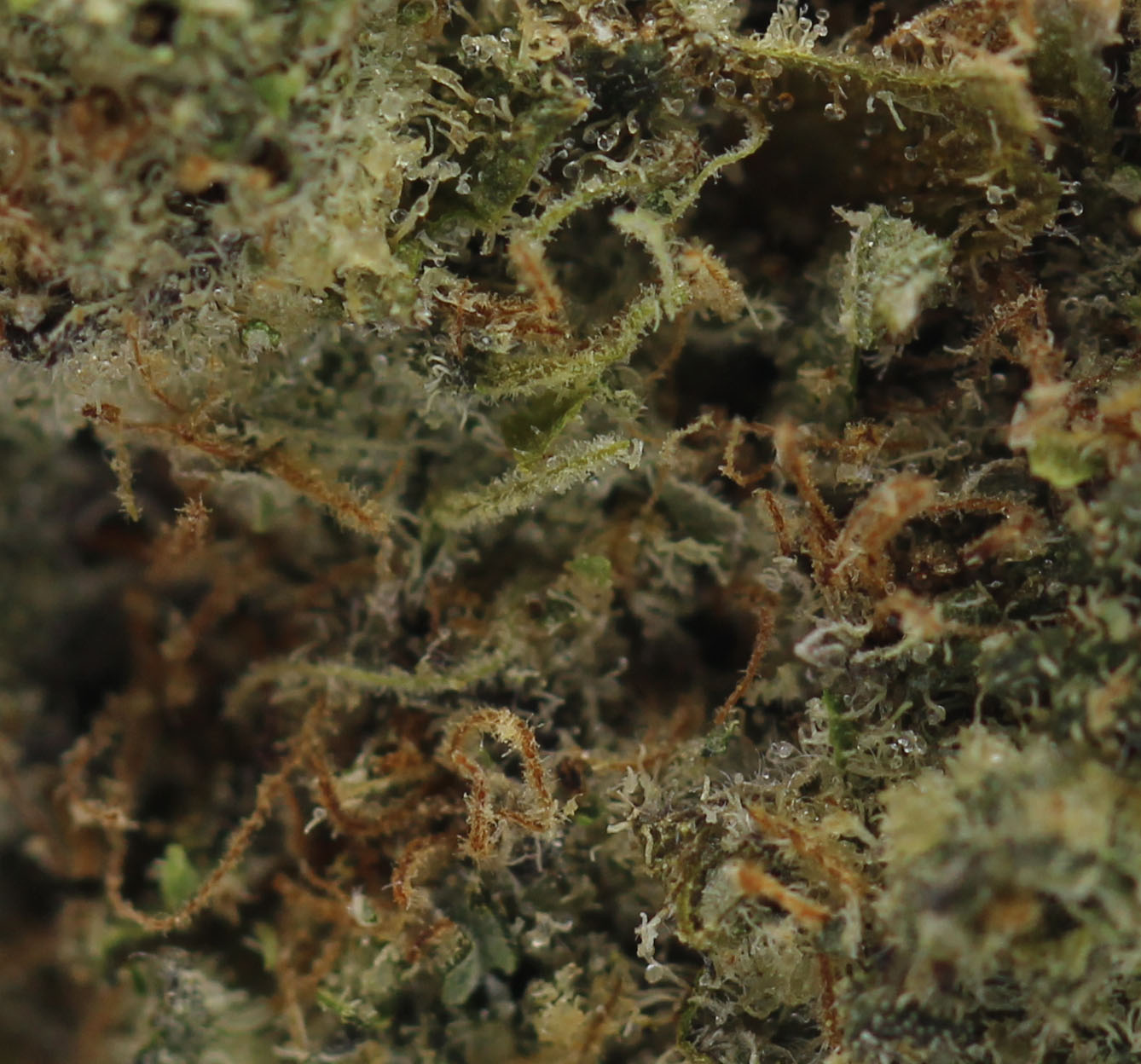 Mac 1 (AAA) $4.64/gram - Image 2