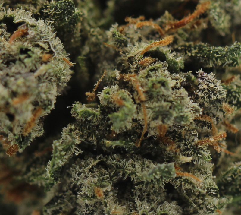 KC 33 (AA) $2.46/gram - Image 2