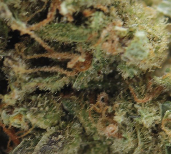 Lemon Skunk (1)