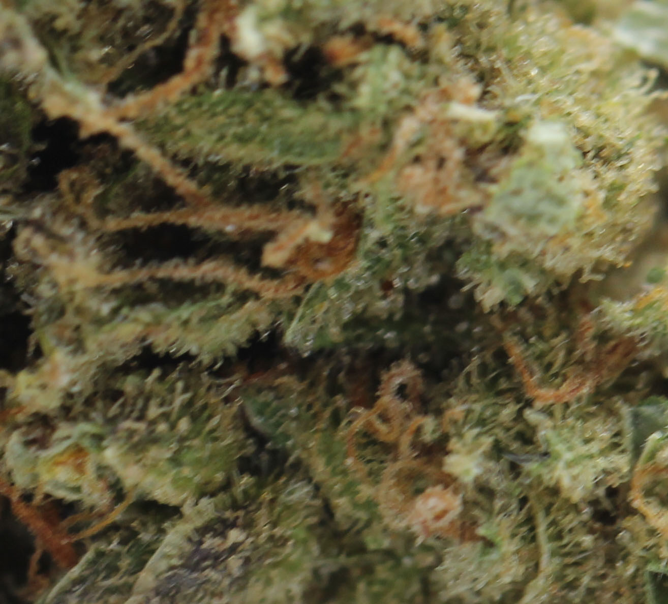 Lemon Skunk (1)