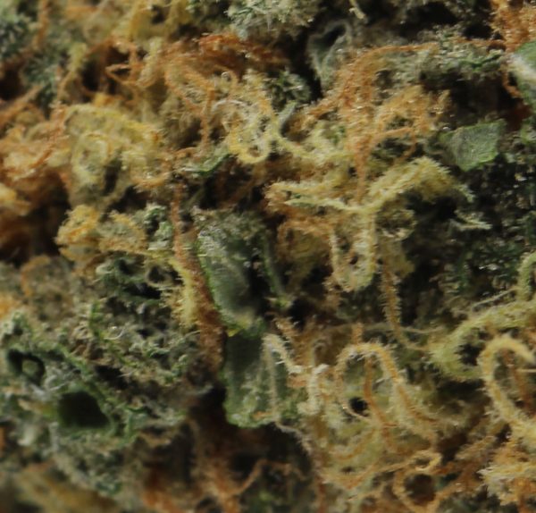 Lemon Haze CC (1)