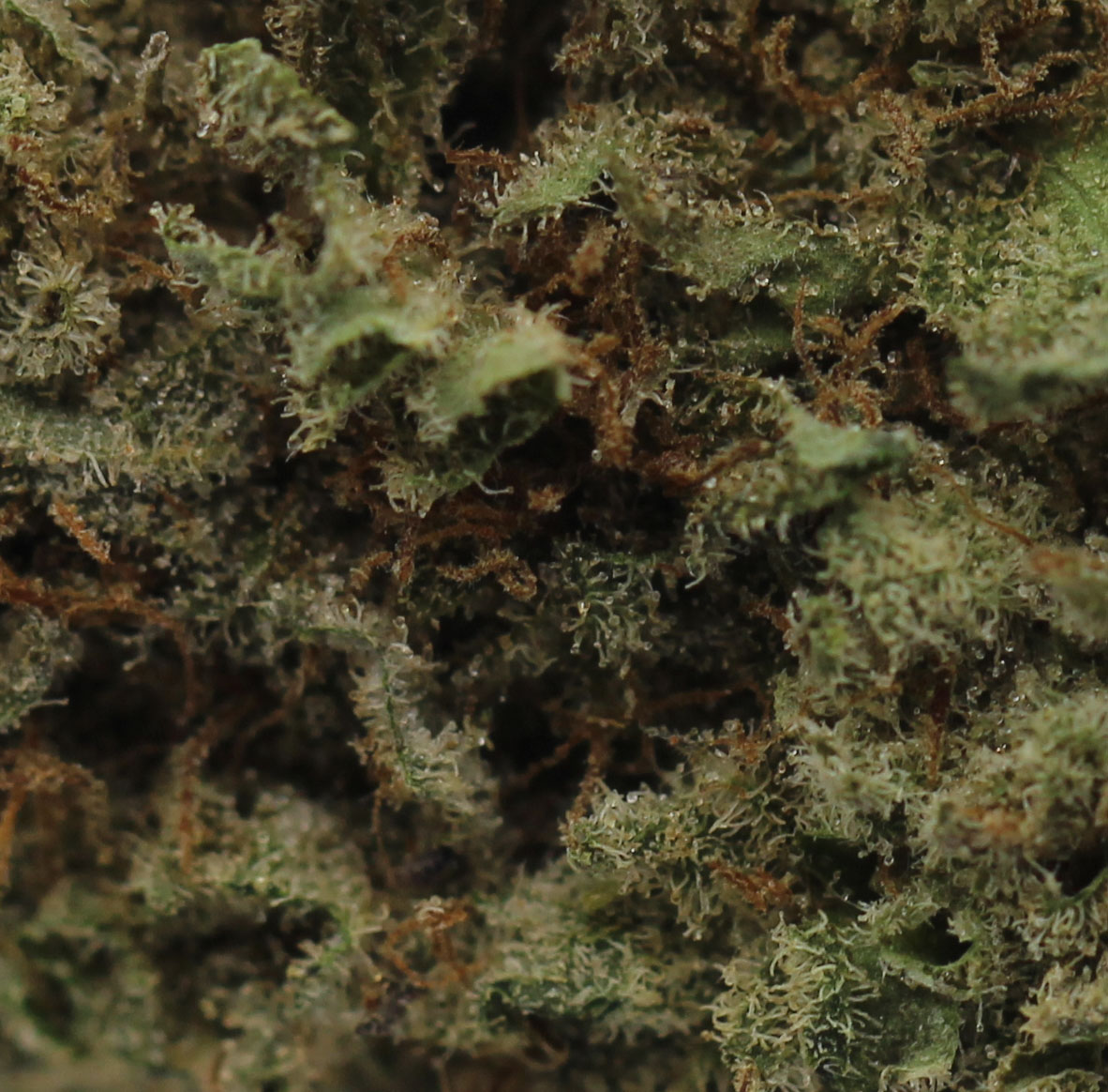 Citrux (AAA) $4.35/gram - Image 2