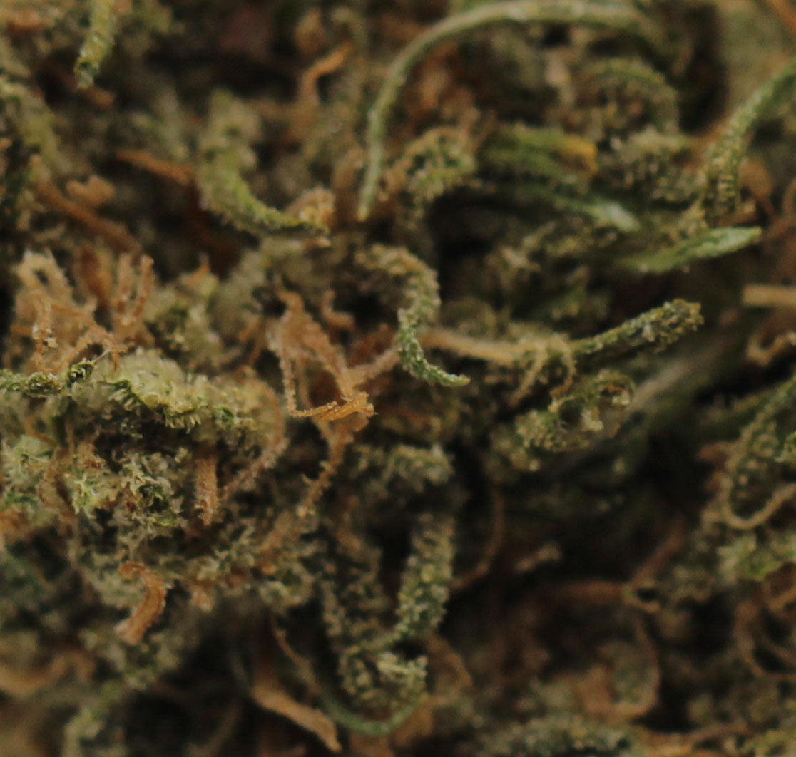 Green Crack (AA) $1.96/gram - Image 2