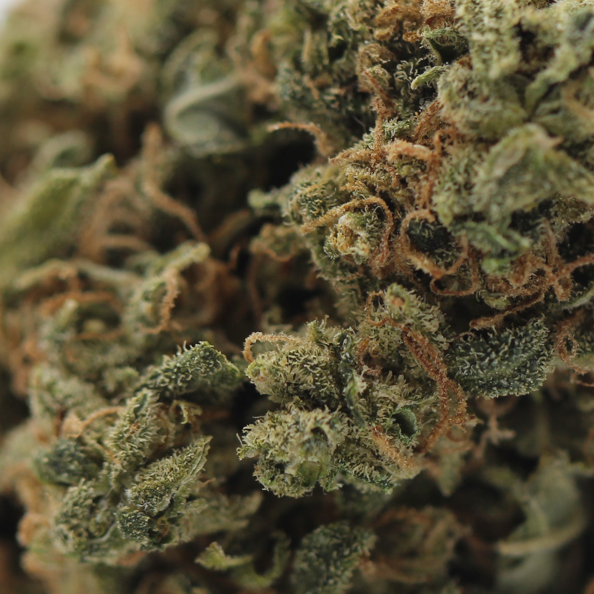 Grape Pie (AAAA) $5.00/gram - Image 2