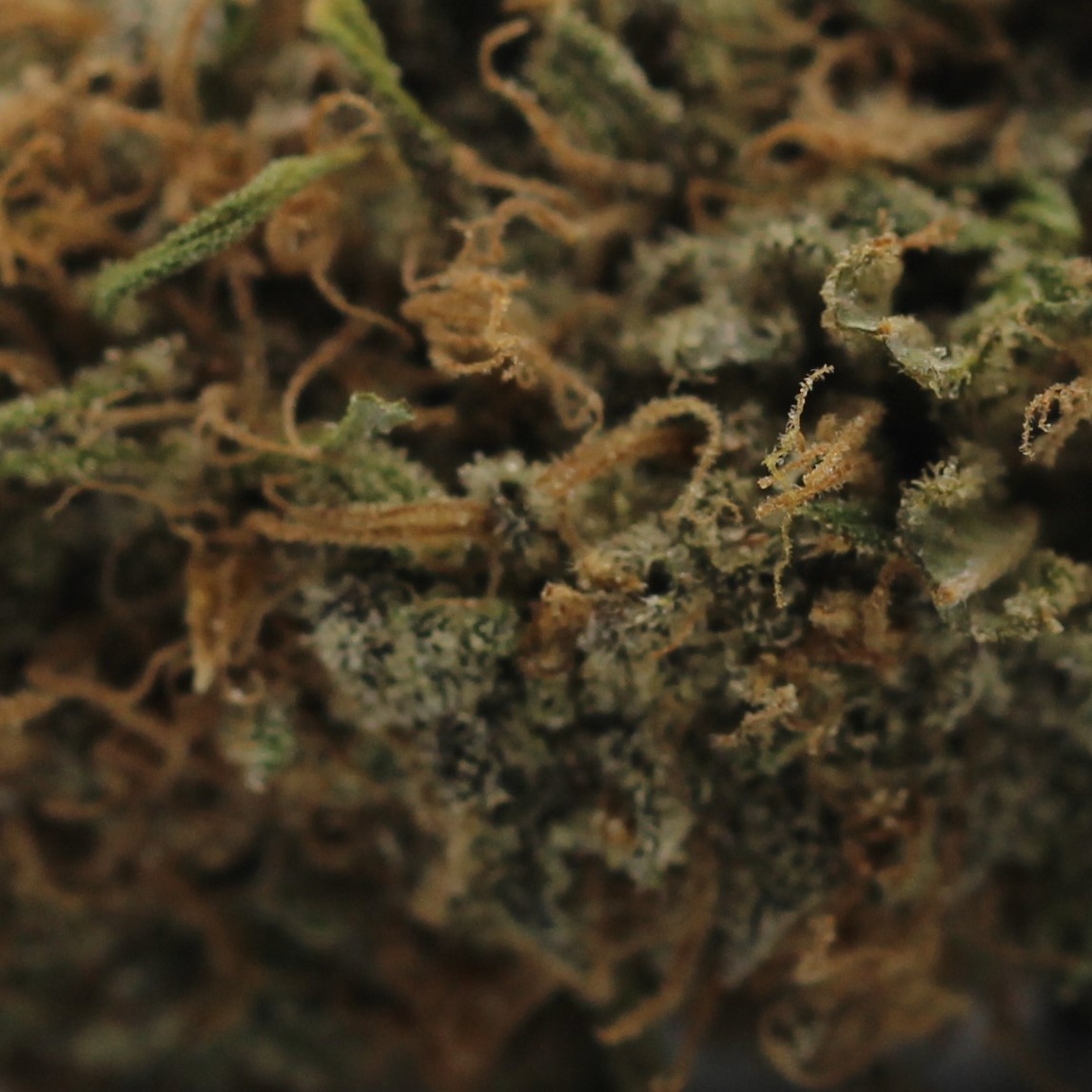 Kush Mint Cookies (AA) $2.25/Gram - Image 2
