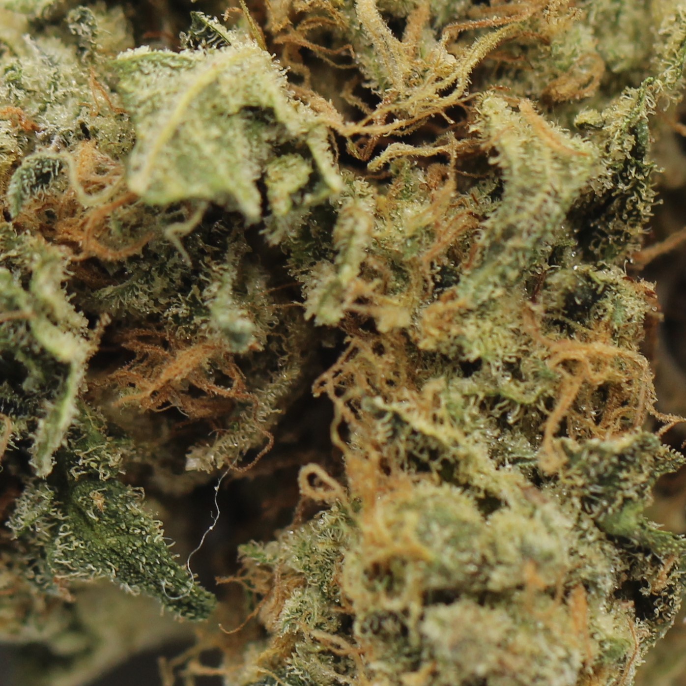 Skunk (AA) $2.14/Gram - Image 2
