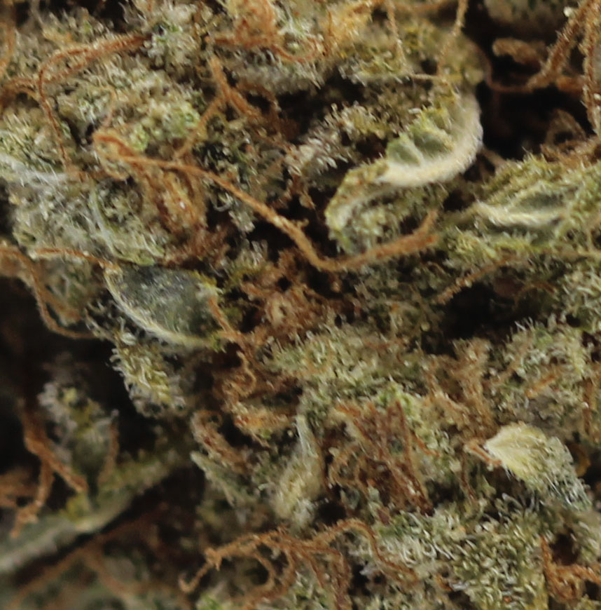 Orange Velvet (AA) $2.14/Gram - Image 2