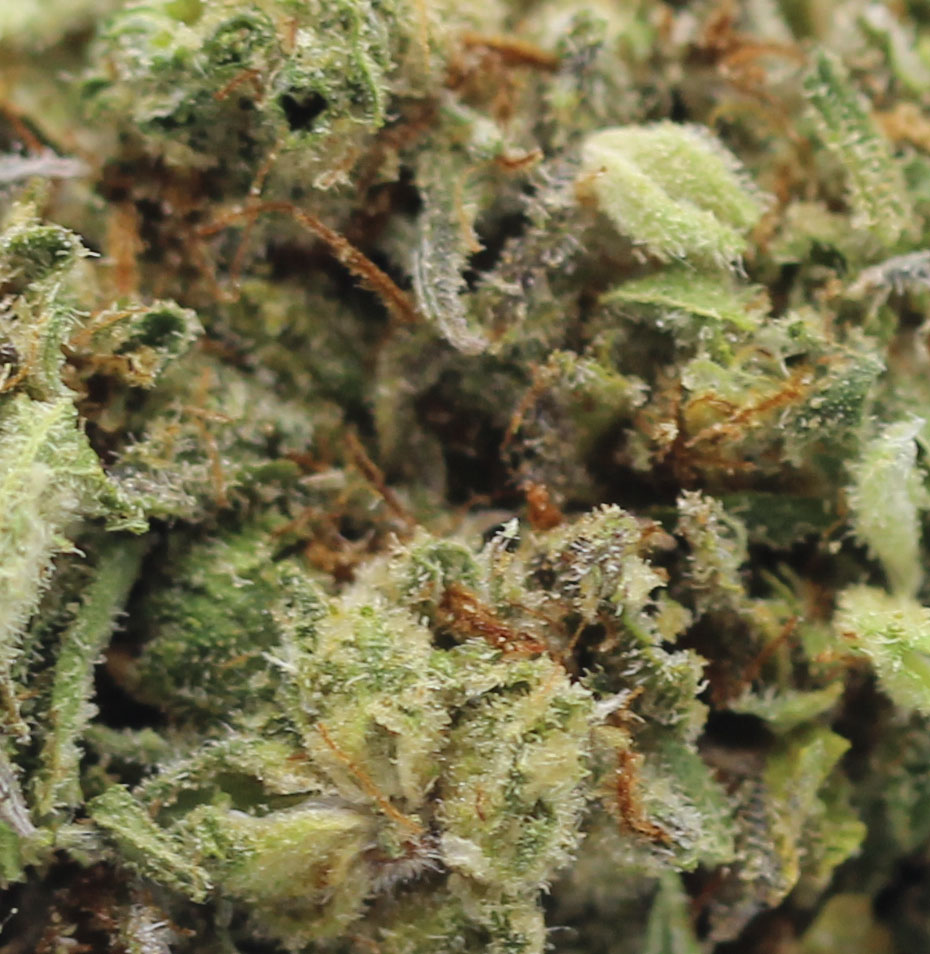 OG Kush (AA) $2.25/Gram - Image 2