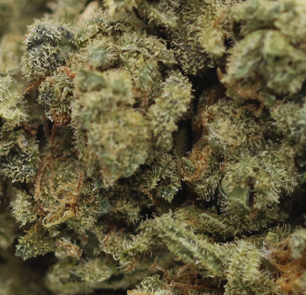 Gorilla Bomb (AAAA) - $6.39/gram - Image 2