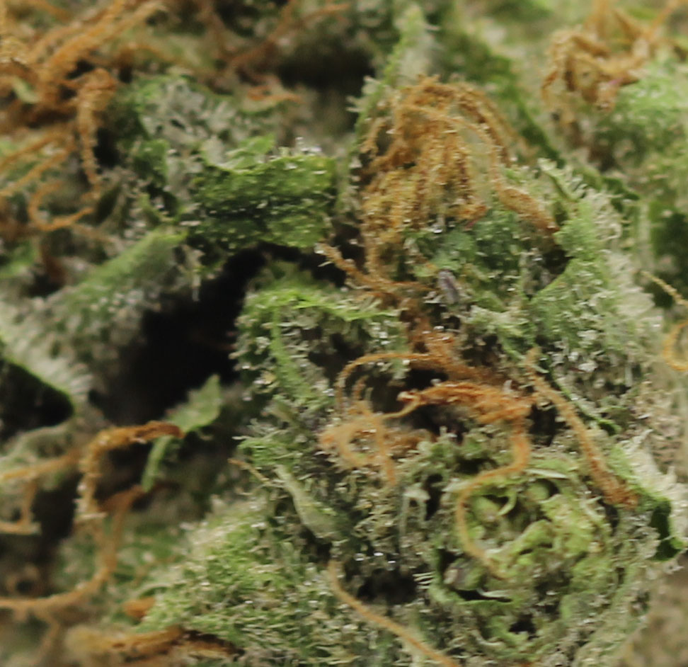 Mike Tyson (AAAA+) - $6.07/gram - Image 2