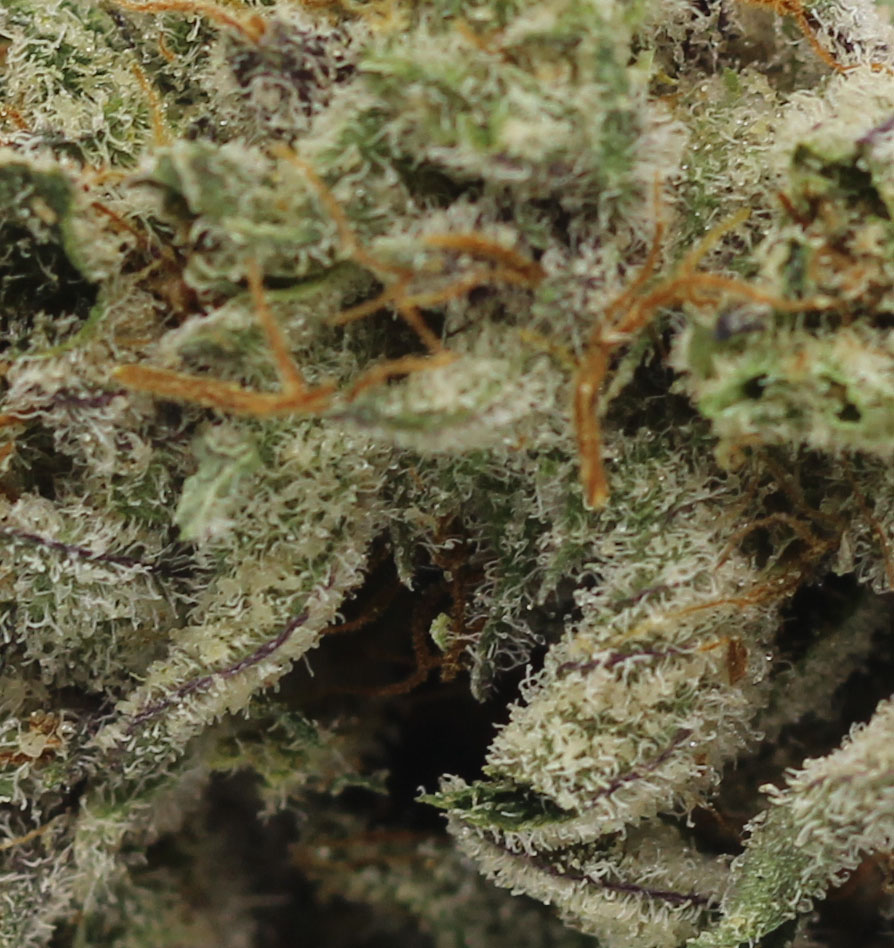 Gelato Dosido (AAAA+ Craft) - $7.50/gram - Image 2
