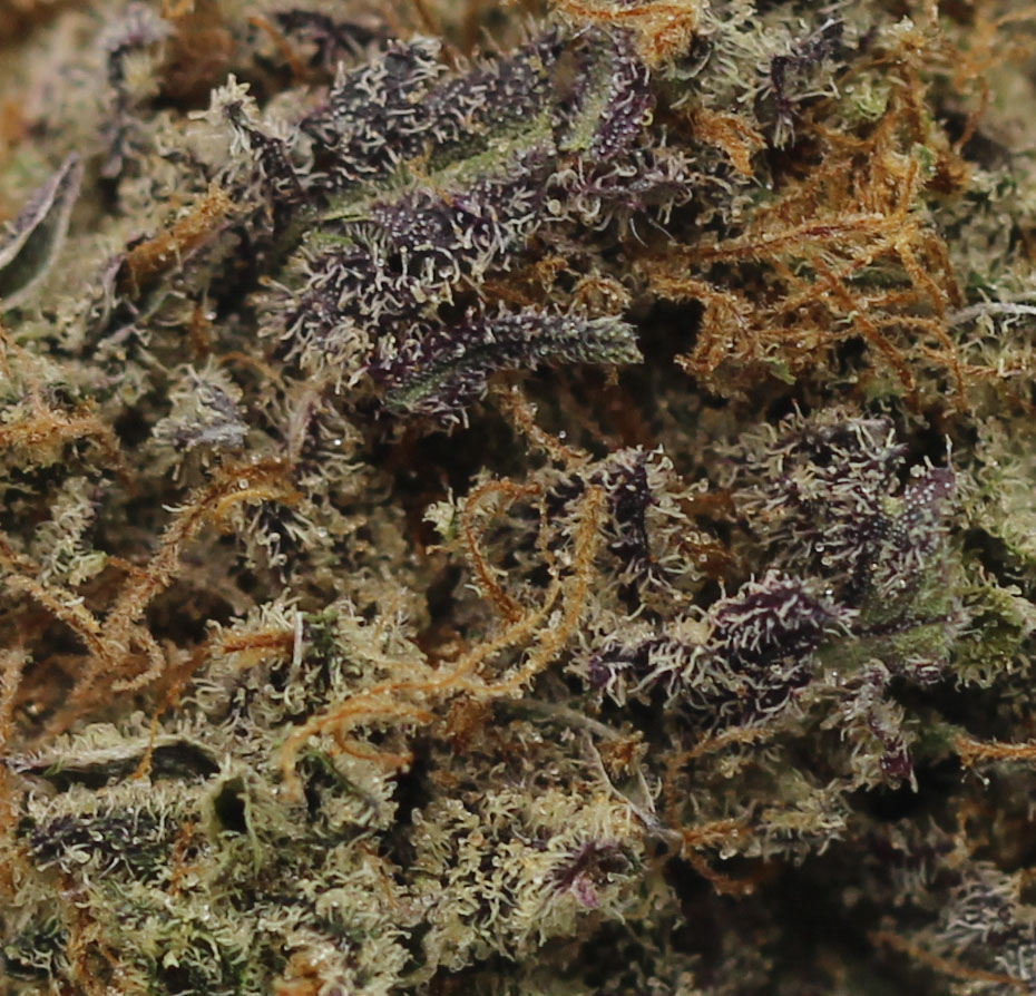 Snow Lotus (AAA) $4.46/gram - Image 2
