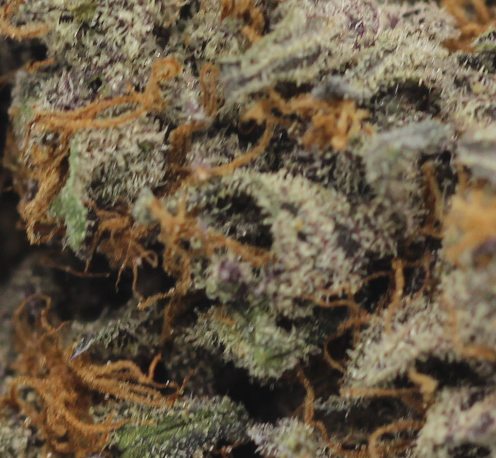 Space Queen (AAA) $4.64/gram - Image 2