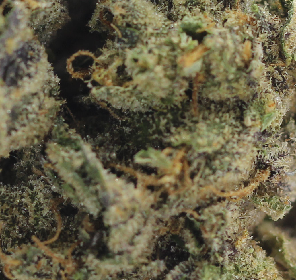 Sundae Driver (AAAA) - $5.36/gram - Image 2