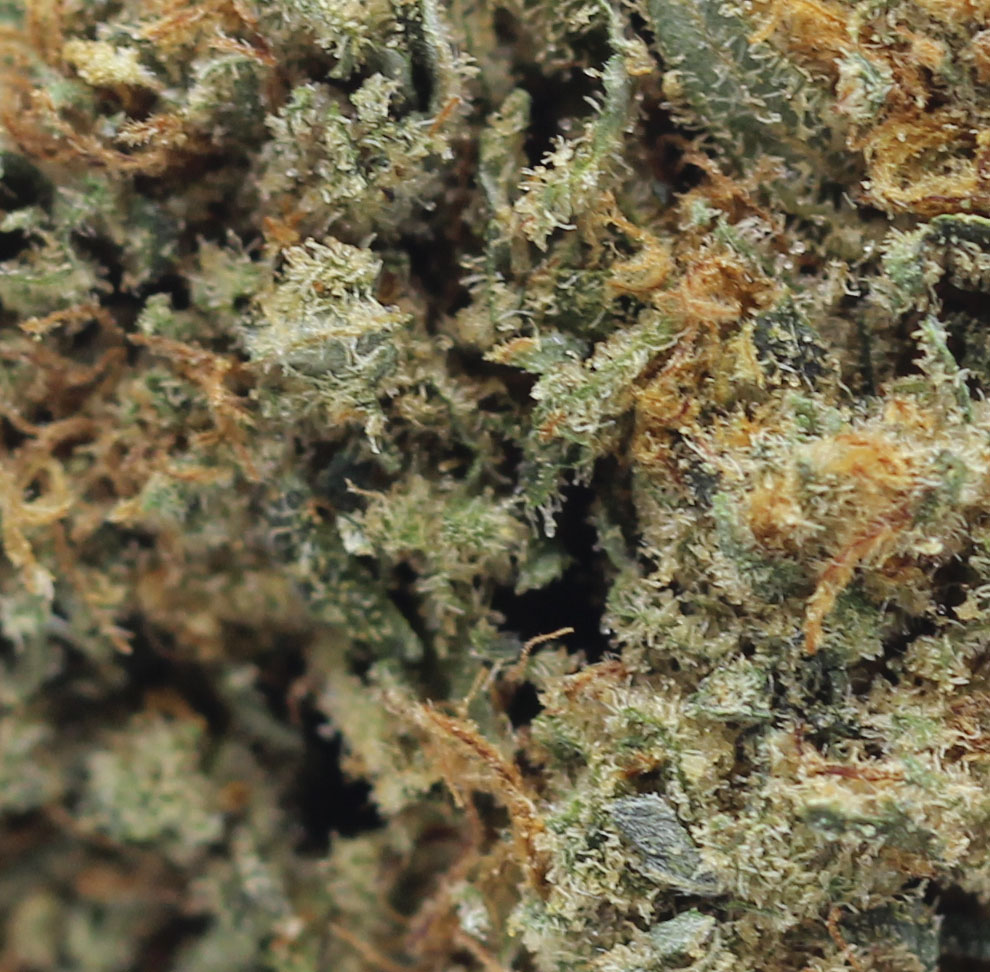 Comatose (AA) $1.96/gram - Image 2