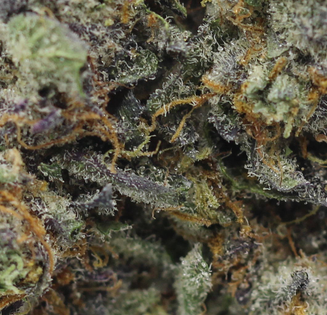 Mendocino Purple (AAA) - $4.10/gram - Image 2