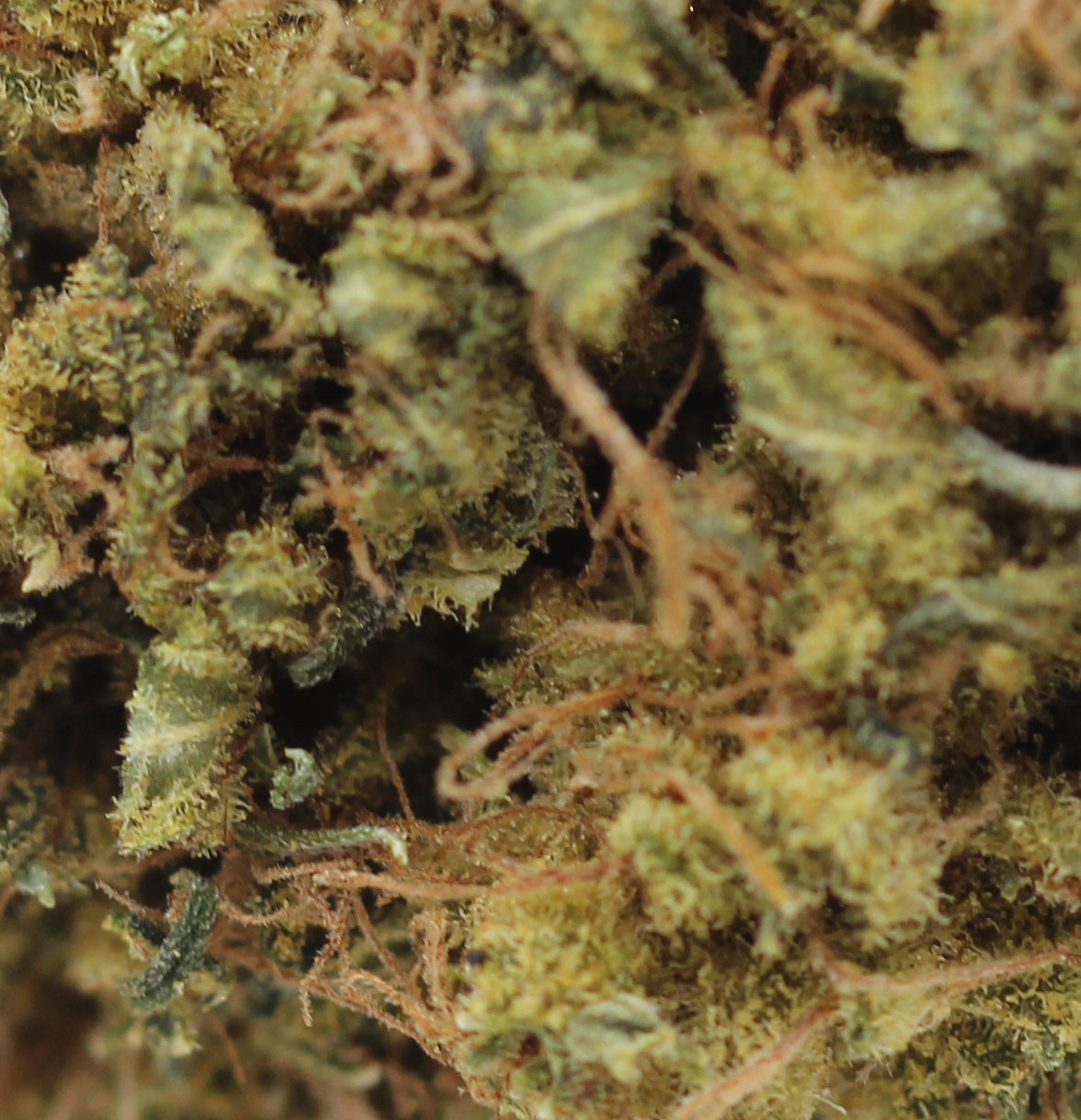 Cherry Diesel (AA) $2.10/gram - Image 2