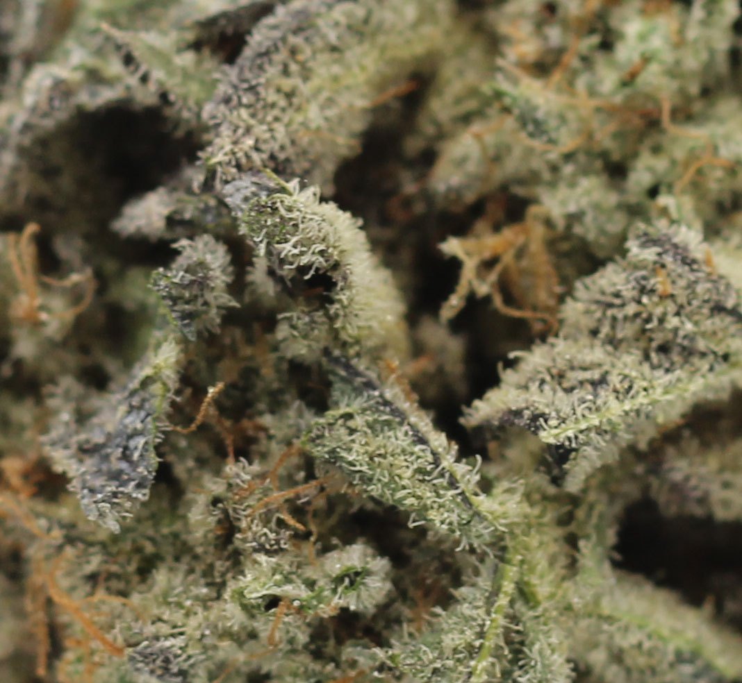 Blue Dream (AA) $2.46/gram - Image 2