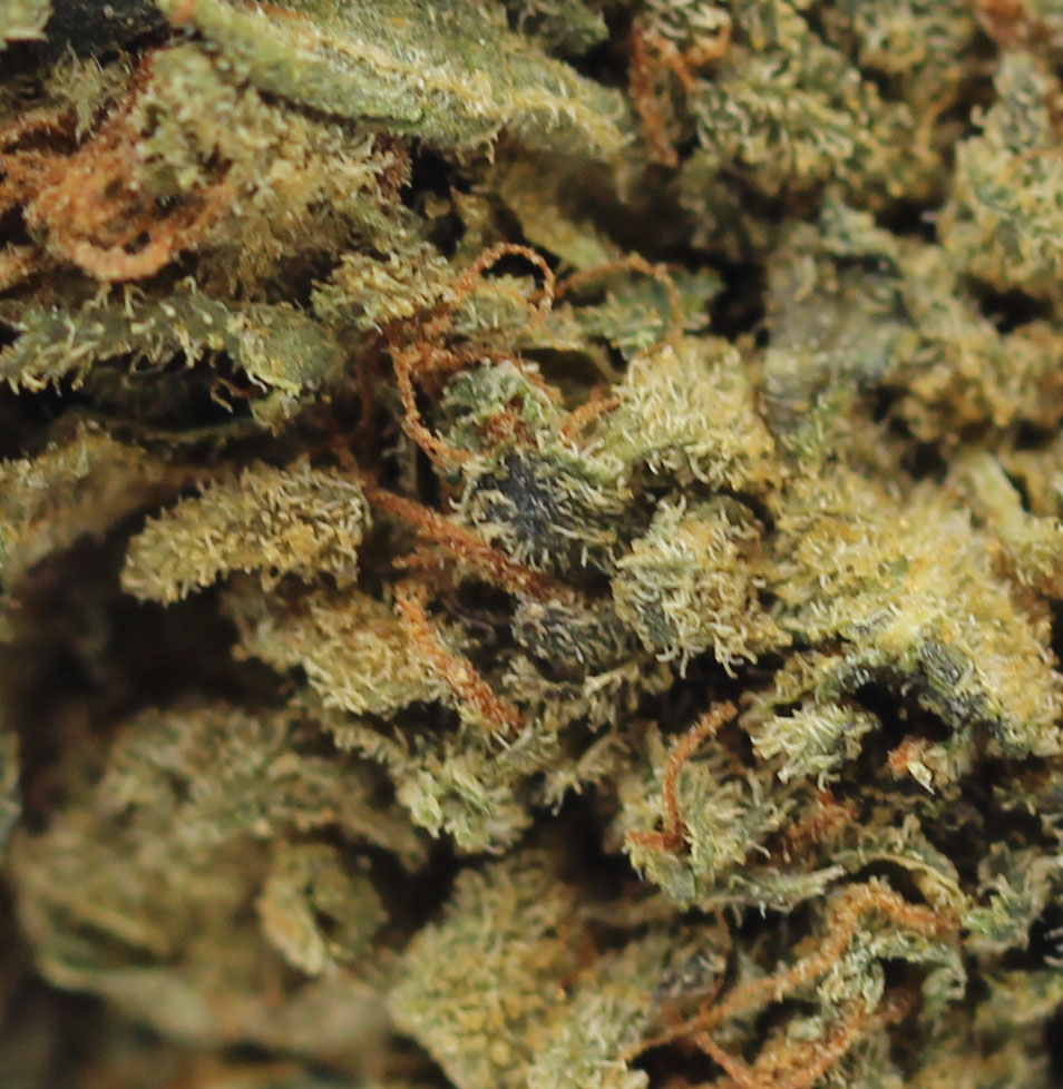 Purple OG - $3.03/gram (AA+) - Image 2