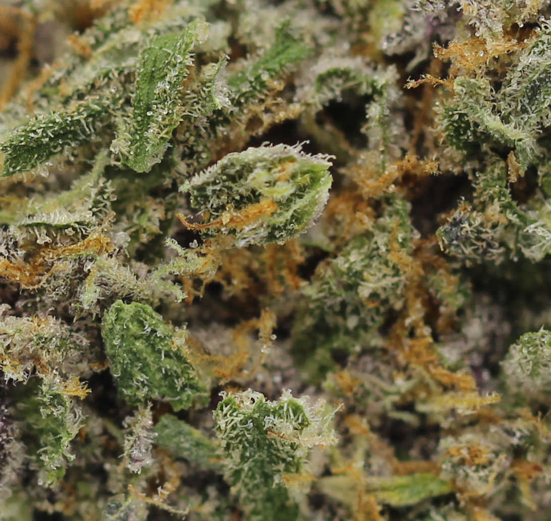 Peanut Butter Breath (AAAA+ Craft) - $6.42/gram - Image 2