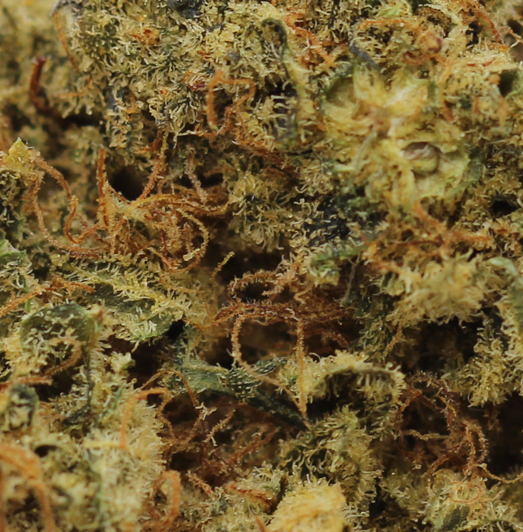 Cherry Pie (AA) $2.10/gram - Image 2