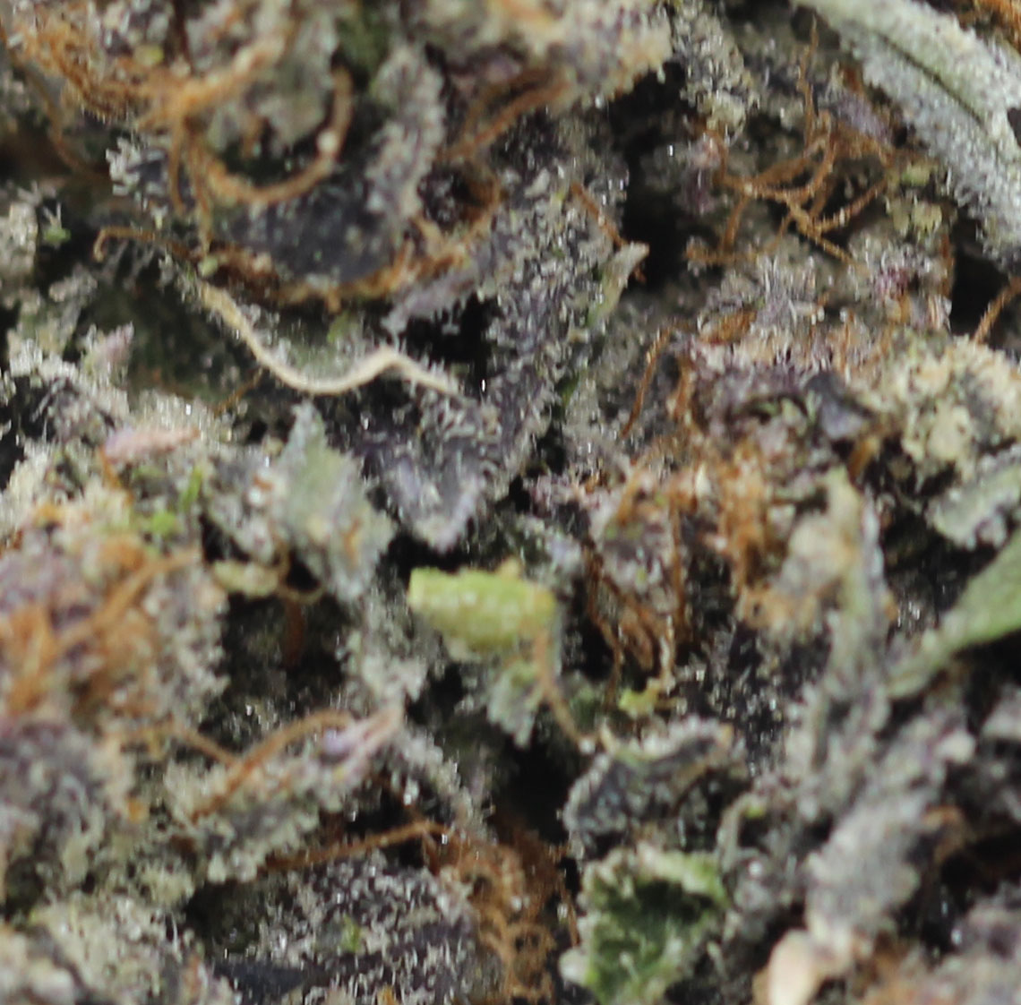 Death Pink (AAAA+ Craft) $6.61/gram - Image 2