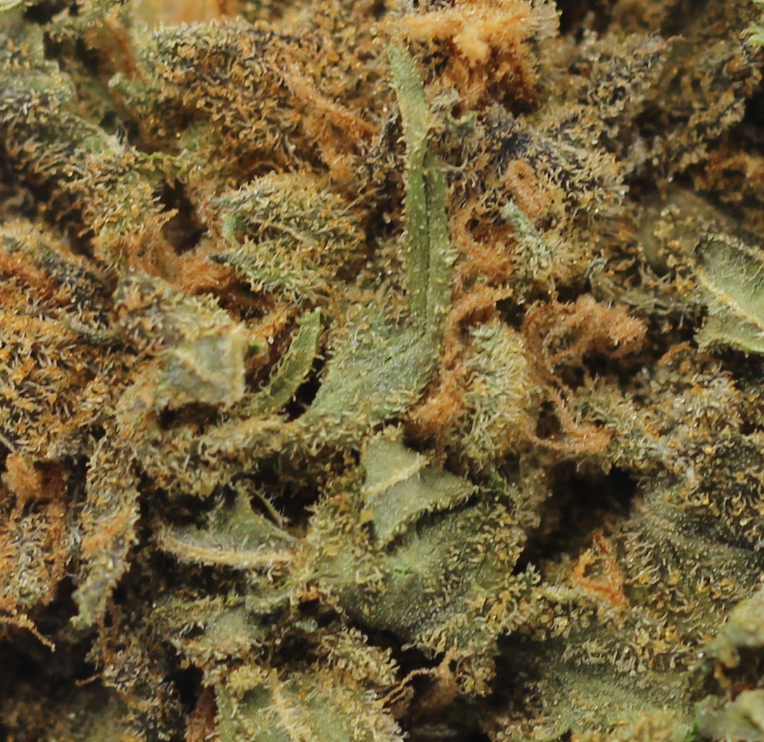 Hindu Kush (AA+) $2.67/gram - Image 2