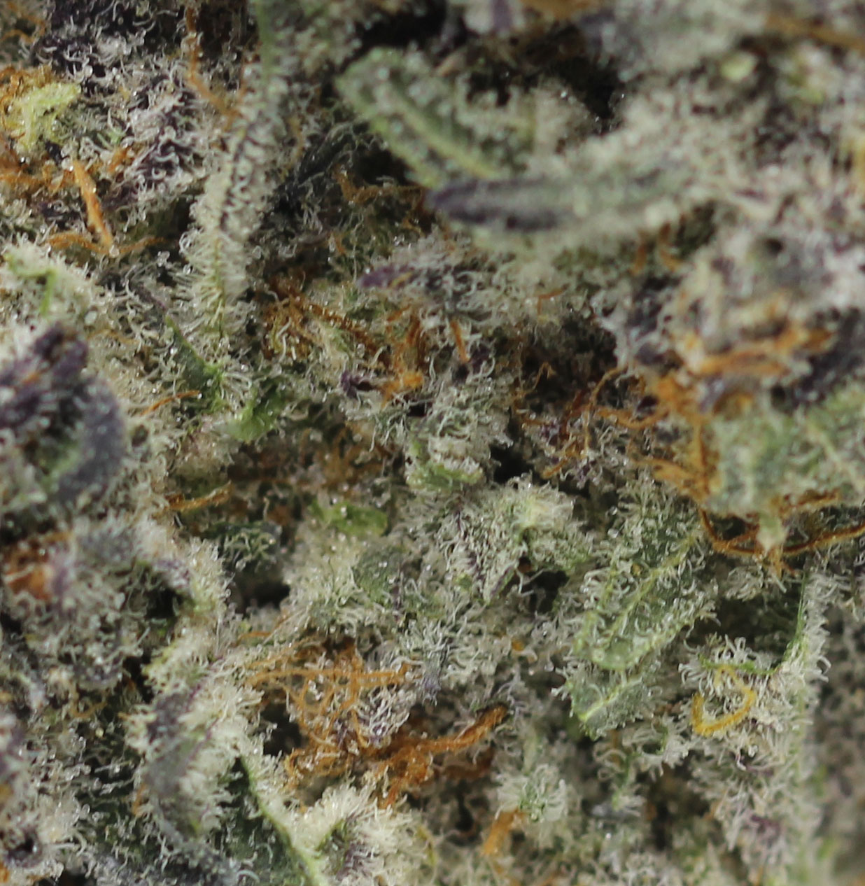 Starfighter (AAAA) - $5.71/gram) - Image 2
