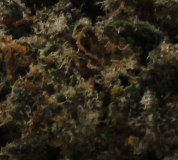 Jet Fuel Gelato (AAAA) $5.00/gram - Image 2