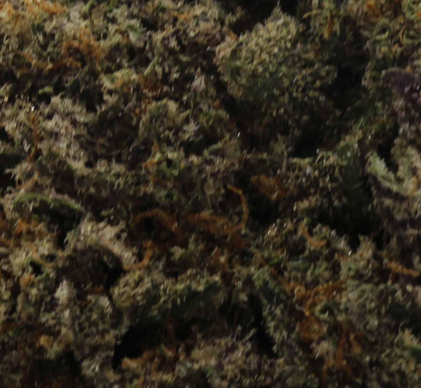 Jokerz Candy (AAAA) $5.18/gram - Image 2