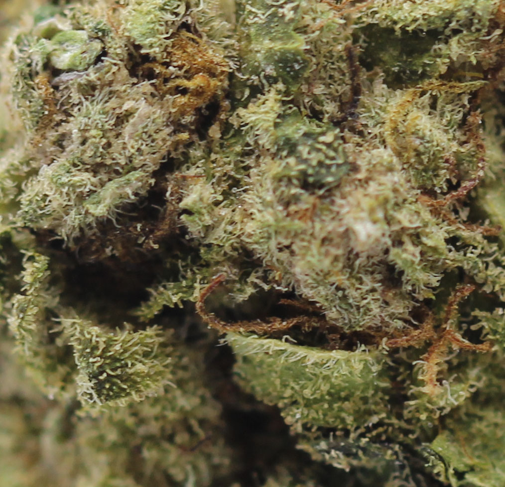 Predator Pink (AA+) - $2.82/gram - Image 2