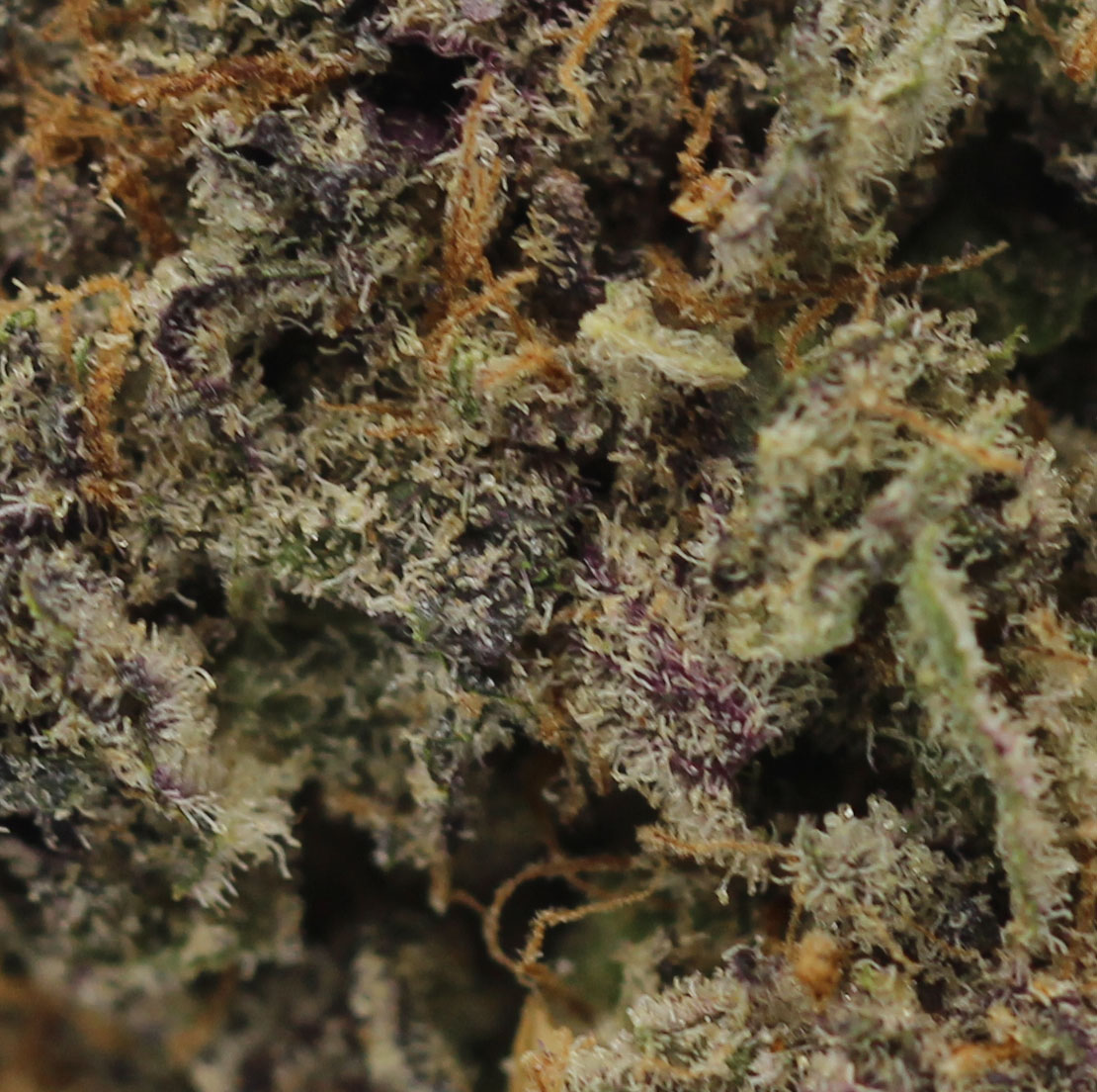 Purple Haze (AAA) $4.82/gram - Image 2