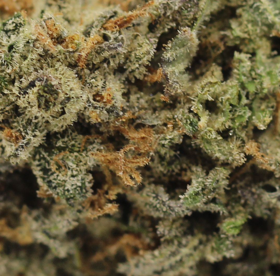 Strawberry Cough (AAA+) - $4.89/gram - Image 2
