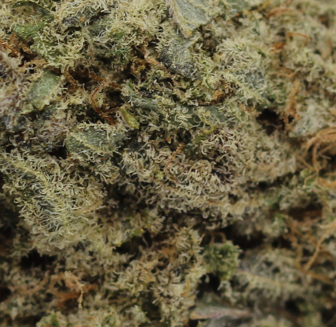 Alien Dawg (AAA) $4.64/gram - Image 2