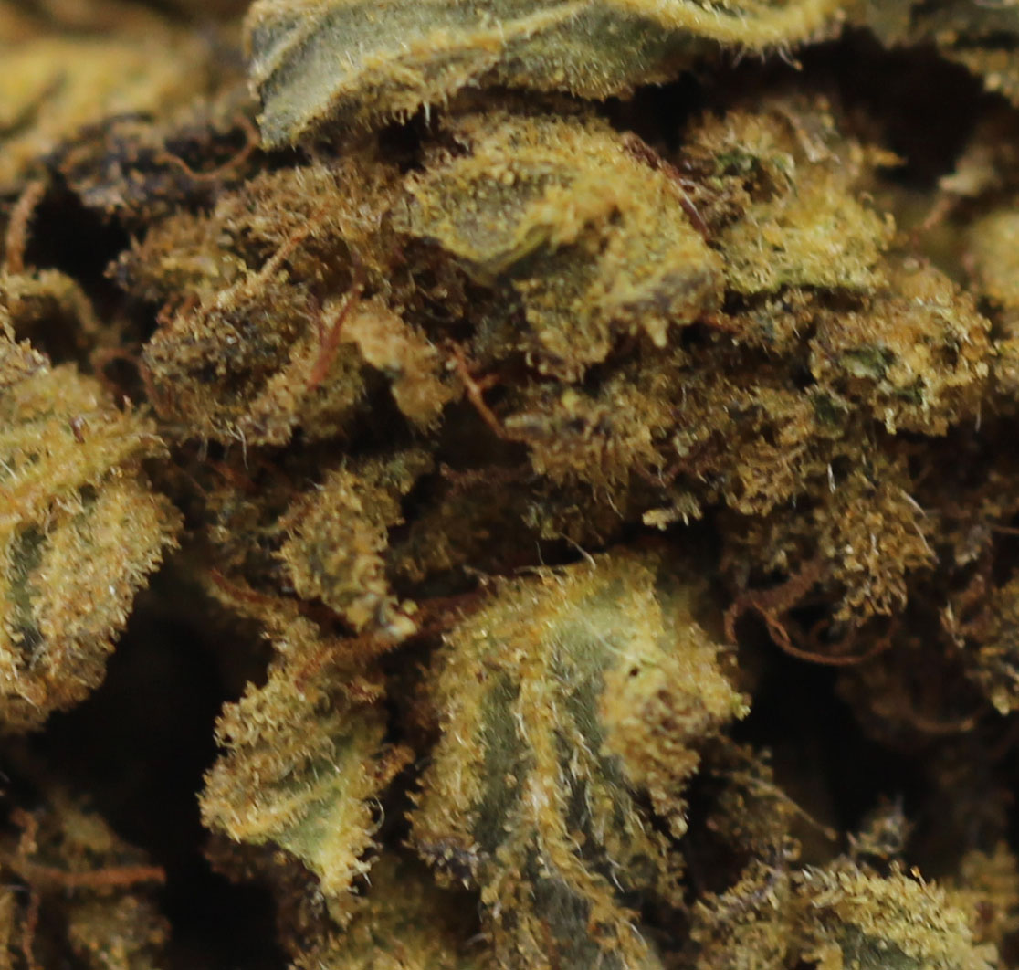 Acapulco (AA) $2.03/gram - Image 2