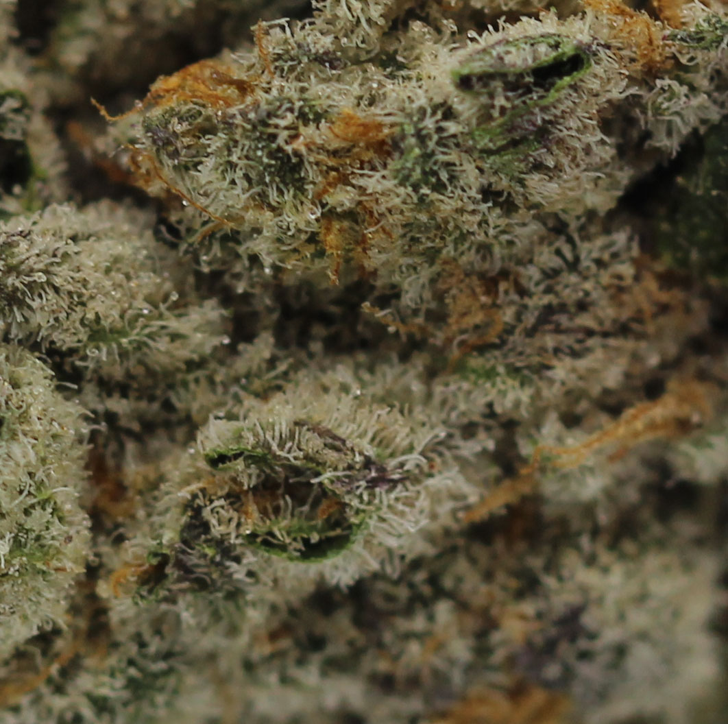 Cali Sav (AAAA+ Craft) - $7.50/gram - Image 2