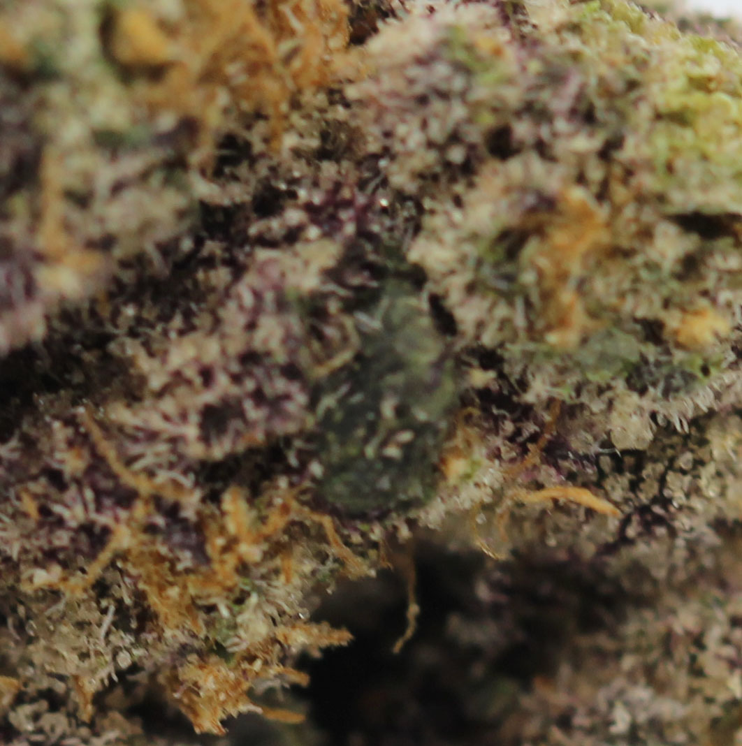 Now and Later (AAAA+Craft) $6.61/gram - Image 2