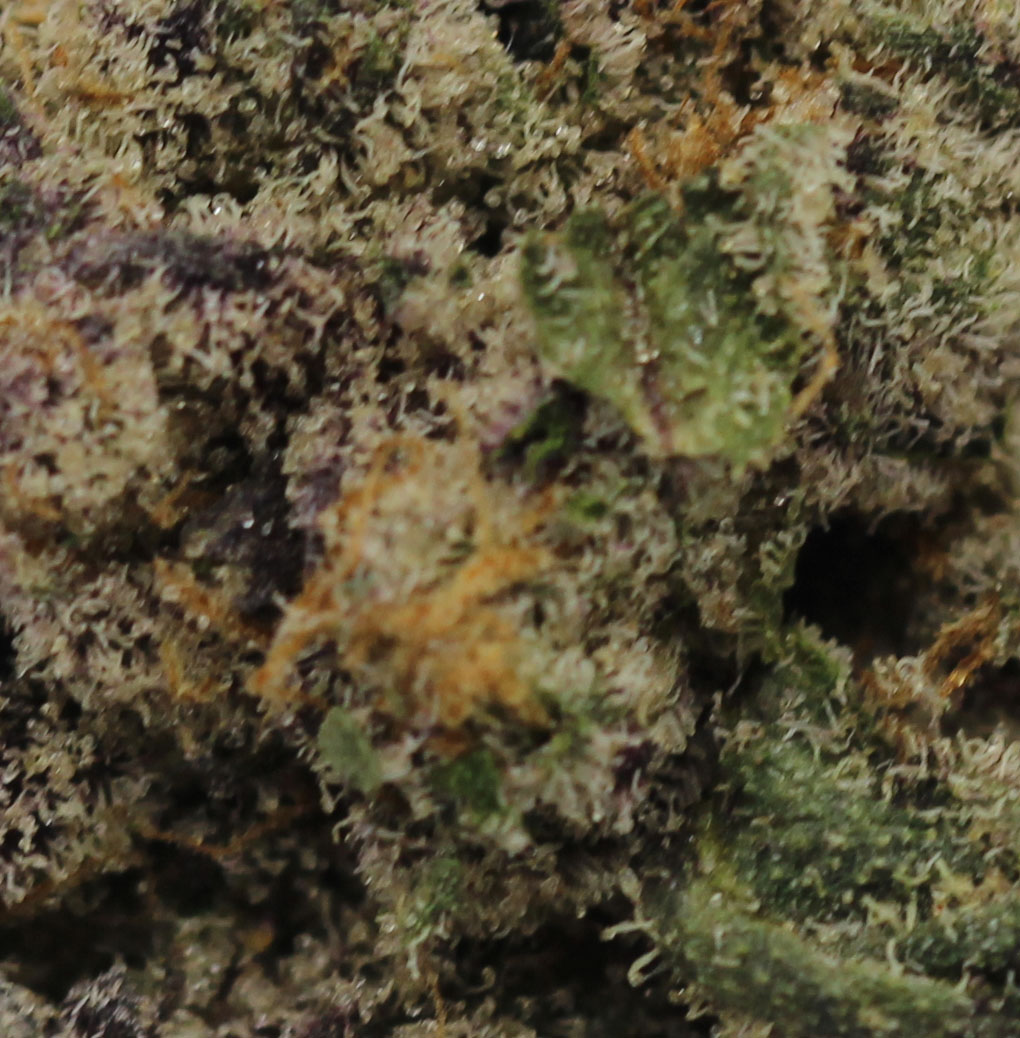 Velvet Glove (AAAA+ Craft) $6.61/gram - Image 2