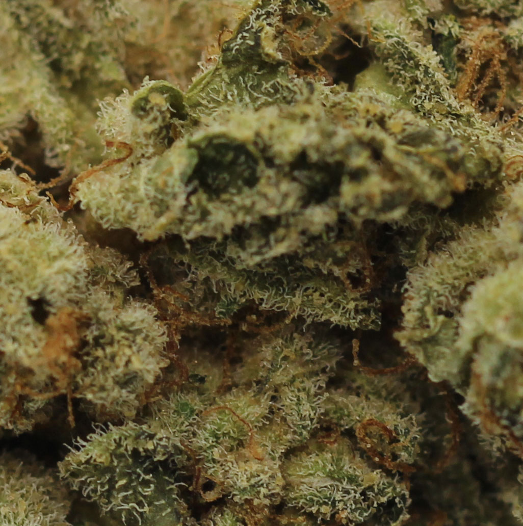 Gelato (AA) $2.17/gram - Image 2