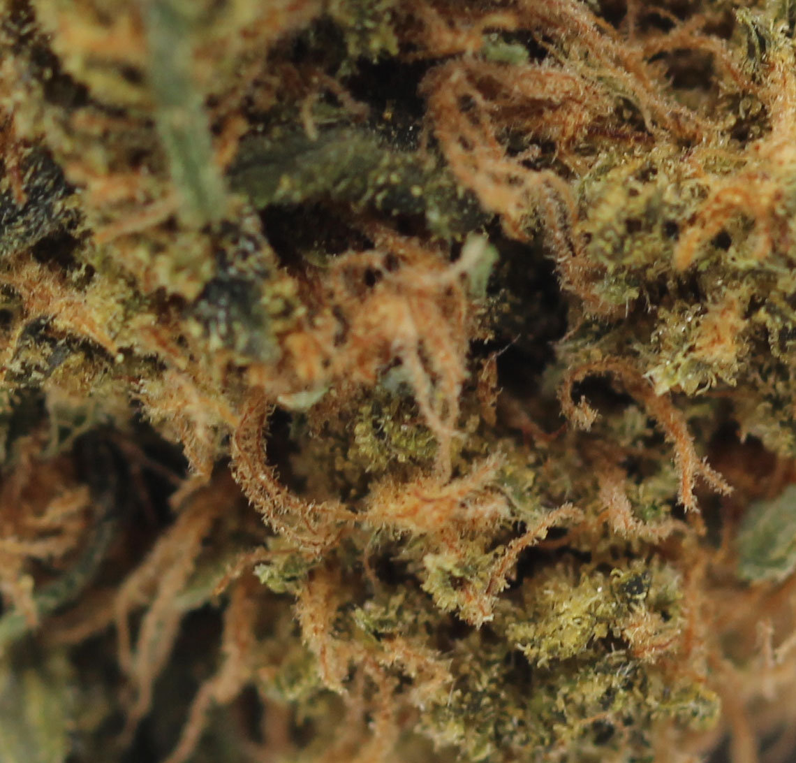 Island Pink (AA) $2.14/gram - Image 2