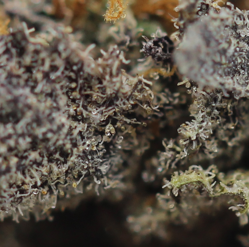 8 Ball Kush (AAA) - $3.92/gram - Image 2